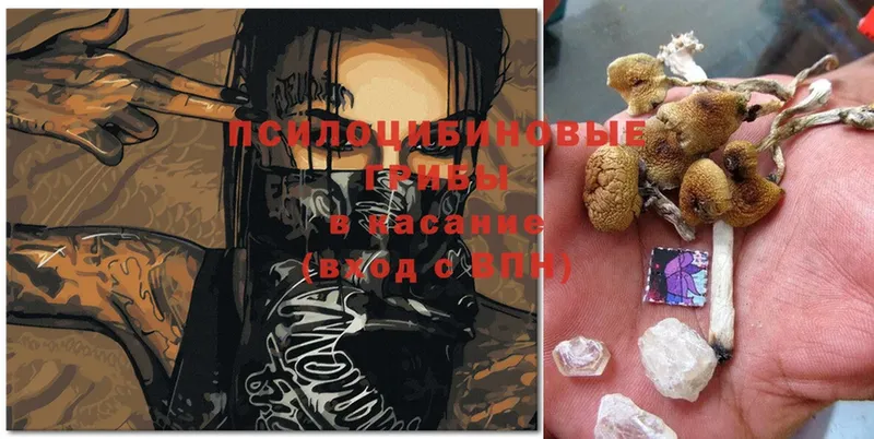 Галлюциногенные грибы Psilocybe  где купить наркоту  Набережные Челны 